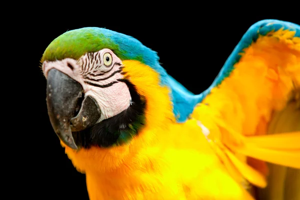 Синий и желтый попугай птица — стоковое фото