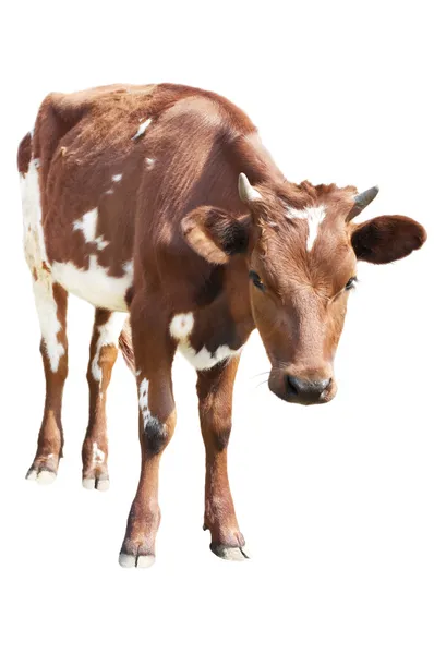 Корова теленка, изолированные на белом фоне Стоковое Фото