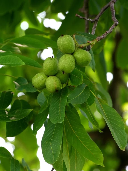 Зеленый грецкий орех — стоковое фото