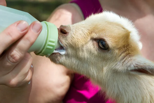 Бутылка кормления ребенка коза — стоковое фото