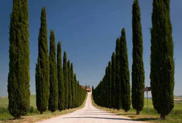 Alley of cypress in val d'orcia — стоковое фото