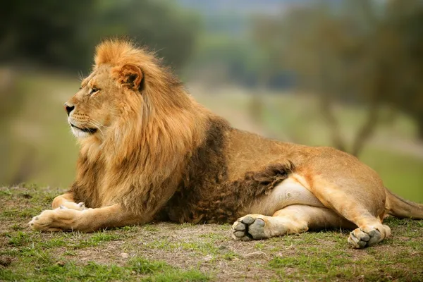 Красивый лев дикий портрет самца — стоковое фото