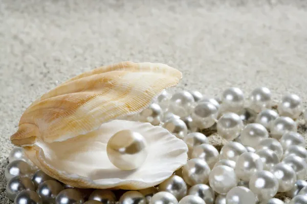 Пляж белый макрос раковины жемчуга песка моллюска — стоковое фото