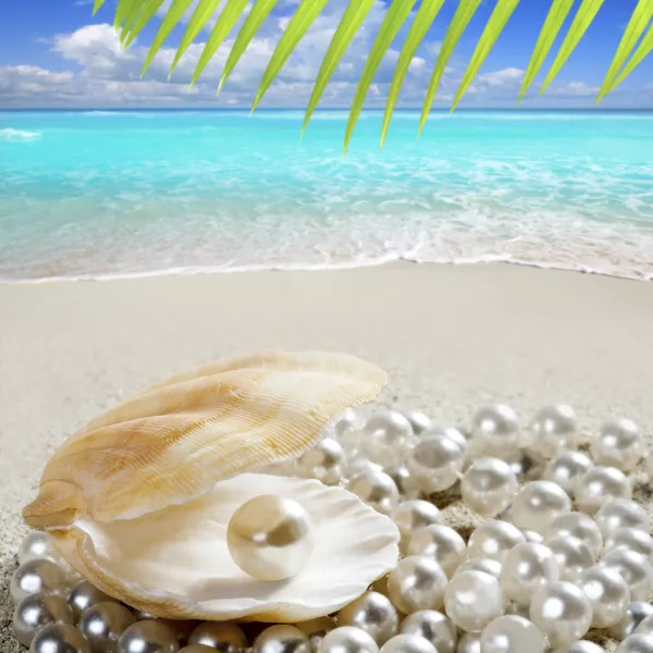 Карибский жемчужина на тропический пляж с белым песком оболочки — стоковое фото