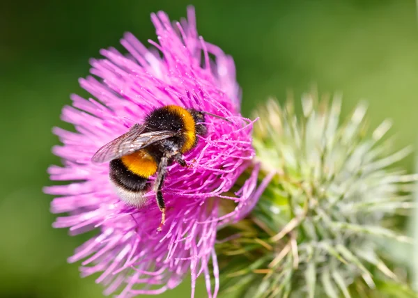 Шмелей Пчела собирает пыльцу на розовый цветок — стоковое фото