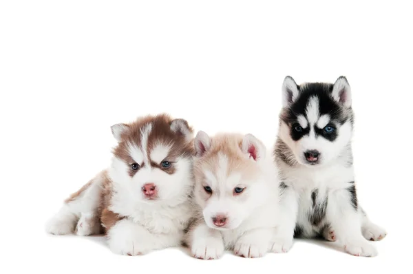 Три Сибирский хаски щенок изолированные Стоковое Фото