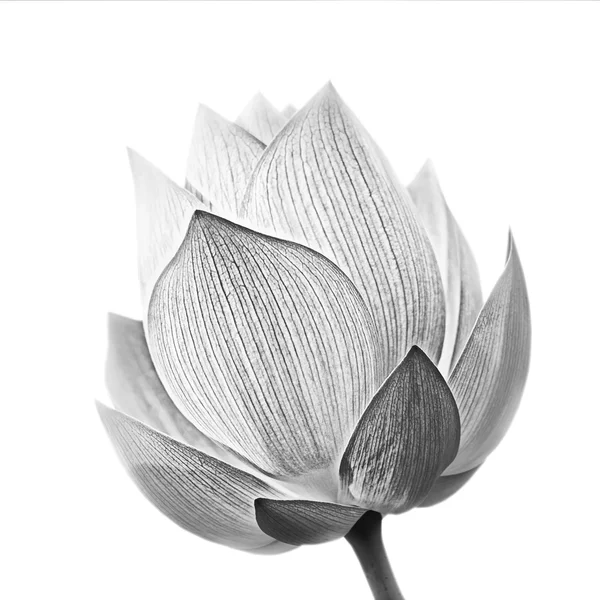 Цветок лотоса Стоковое Фото