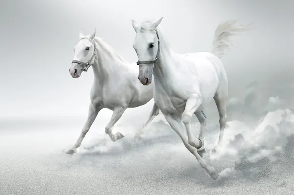Белые лошади — стоковое фото