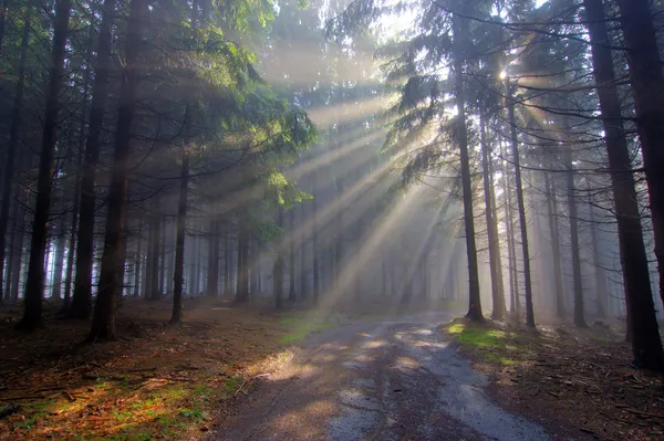 Бог сияет - хвойный лес в тумане Стоковое Изображение