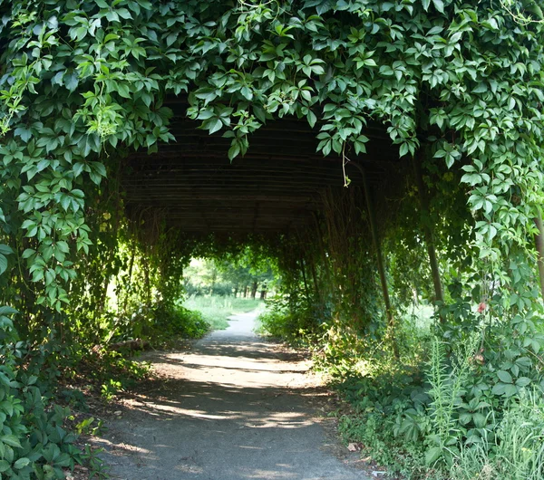 Сцены парка. деревья образует арку — стоковое фото