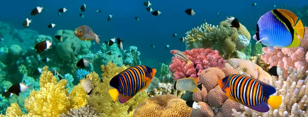 Подводные панорамы с рыбы-ангелы, Коралловый риф и рыбы. красный Стоковое Фото