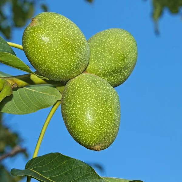 Зеленый орех фрукты — стоковое фото