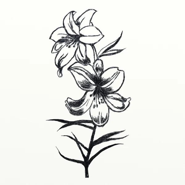Цветок лилии Лицензионные Стоковые Изображения