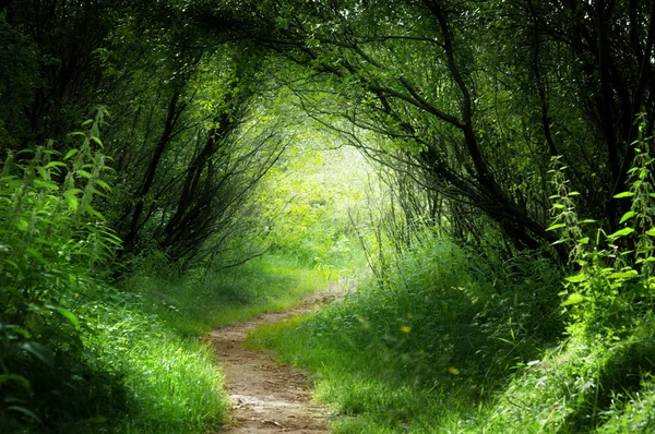 Путь в большом лесу — стоковое фото