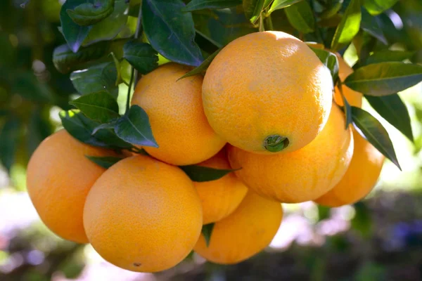 Апельсиновые деревья с апельсинами — стоковое фото