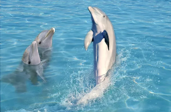 Шоу дельфинов в воде Карибского tuquoise Лицензионные Стоковые Фото