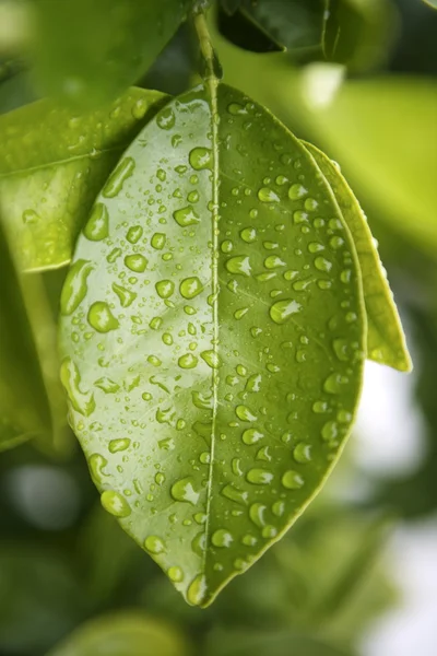 Капли воды на апельсиновое дерево зеленый лист — стоковое фото