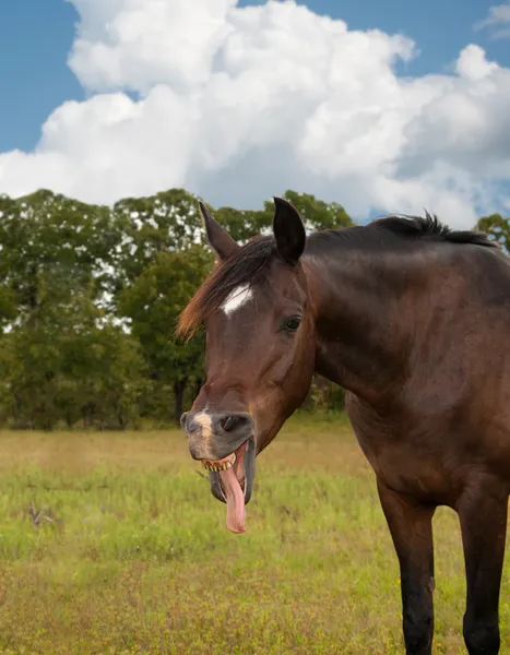 Симпатичные маленькая лошадь ищет смешные зевая Лицензионные Стоковые Фото