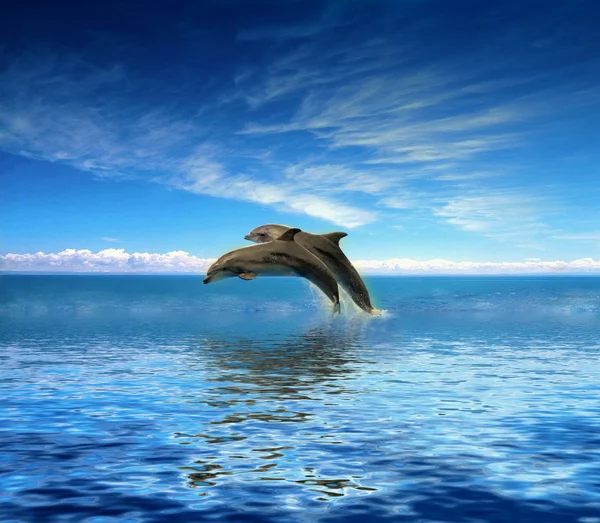 Дельфины Лицензионные Стоковые Изображения