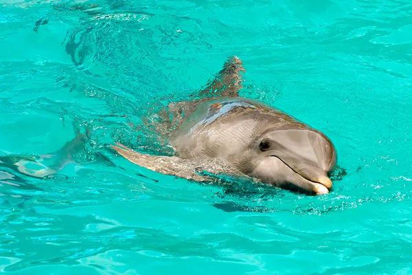 Дельфин плавание в воде — стоковое фото