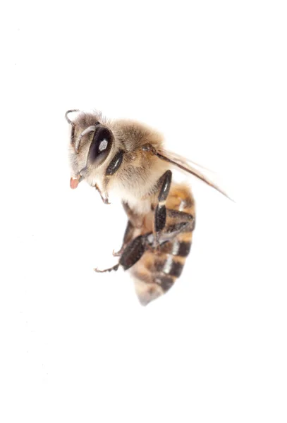 Пчела насекомого — стоковое фото