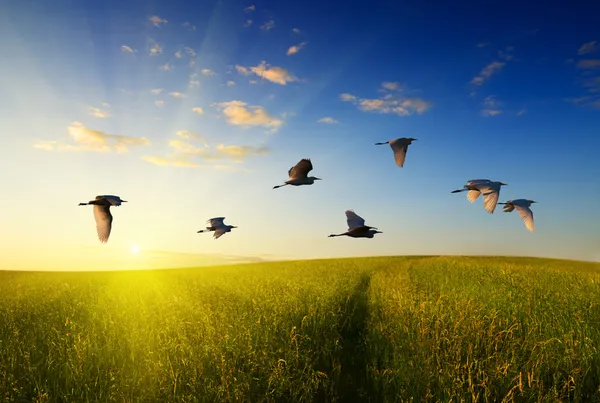 Поле травы и летящие птицы — стоковое фото