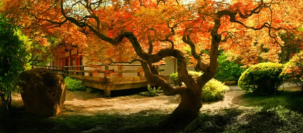 Дерево в саду азиатских — стоковое фото
