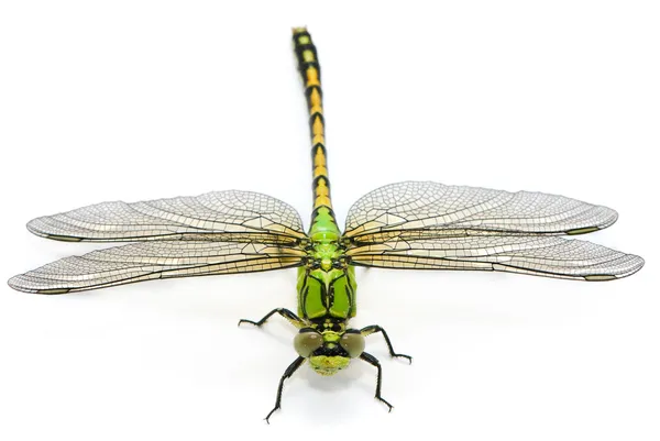Сесилия Ophiogomphus. Snaketail Зеленая стрекоза на белый backg Стоковое Изображение