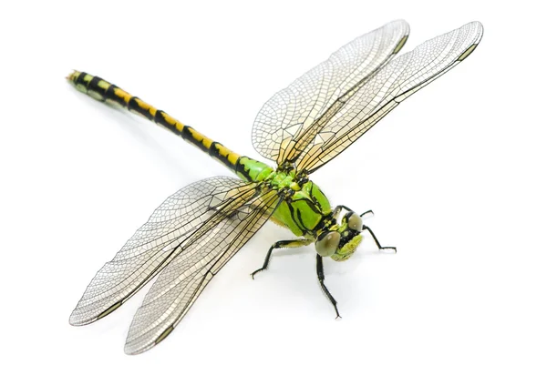 Сесилия Ophiogomphus. Snaketail Зеленая стрекоза на белый backg Лицензионные Стоковые Фото