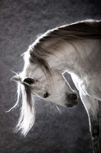 Белая лошадь на темном фоне — стоковое фото