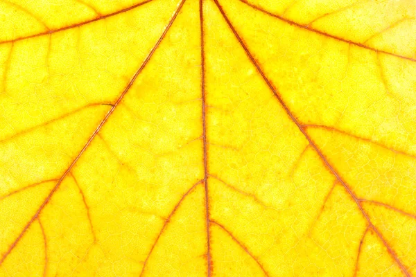Желтый кленовый лист фон — стоковое фото