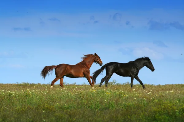 Две лошади на лугу — стоковое фото