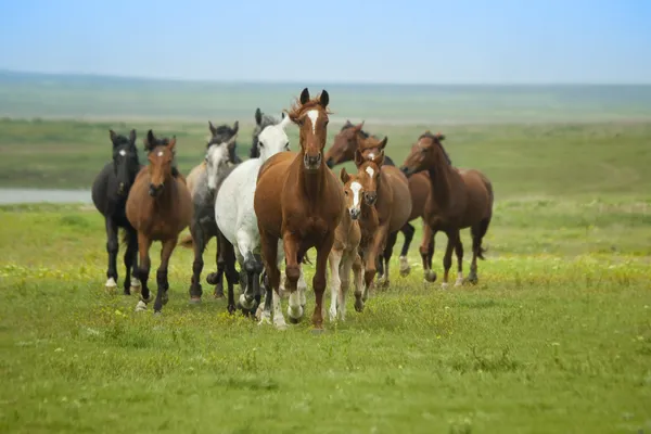 Управление лошадей — стоковое фото
