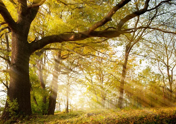 Старый дуб в Осенний парк Лицензионные Стоковые Изображения