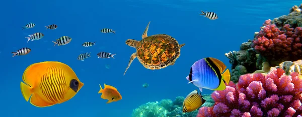 Подводные панорамы с черепаха, Коралловый риф и рыбы Лицензионные Стоковые Фото