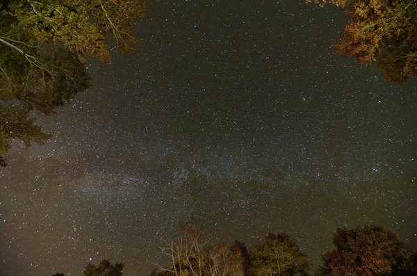 Звёзды выше деревьев — стоковое фото