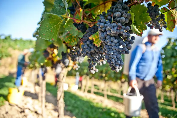 Работа в винограднике — стоковое фото