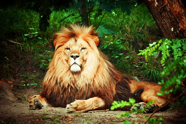 Великолепный Лев — стоковое фото