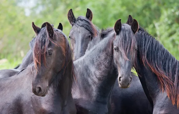 Четыре красивых черных лошадей — стоковое фото