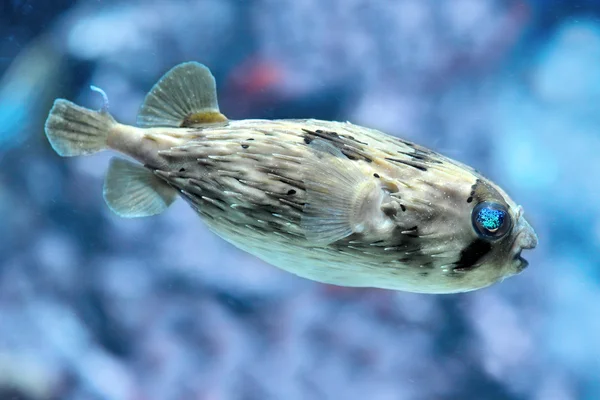 Стройные Шипастый дикобраз рыбы — стоковое фото