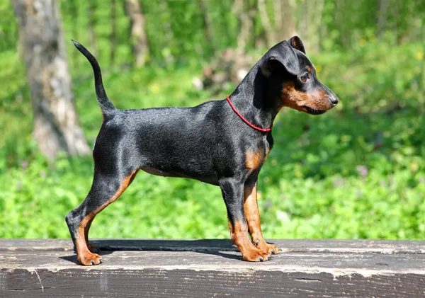 Миниатюра pinscher щенок — стоковое фото