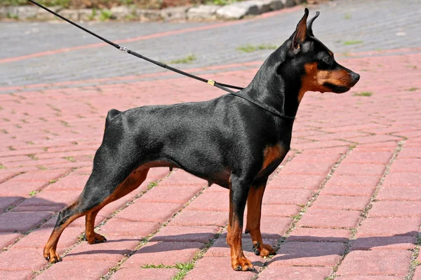 Миниатюра pinscher — стоковое фото