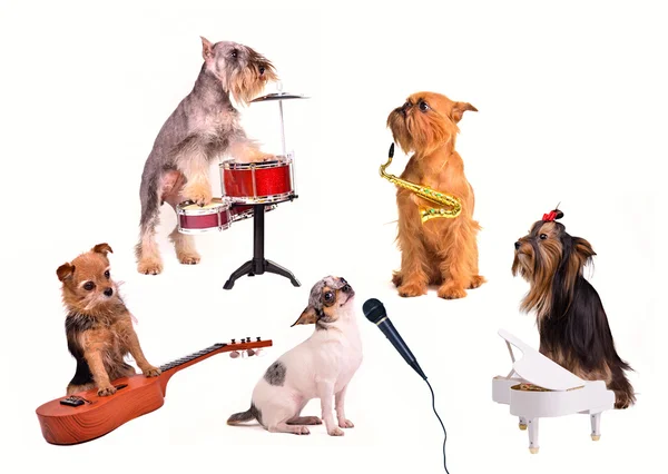 Собаки оркестр или группа выполняет новый состав — стоковое фото