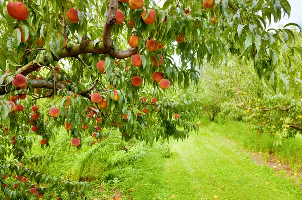 Персиковый сад — стоковое фото