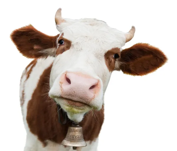 Молодая корова, изолированная на белом — стоковое фото