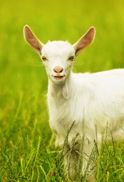 Симпатичная коза портрет — стоковое фото