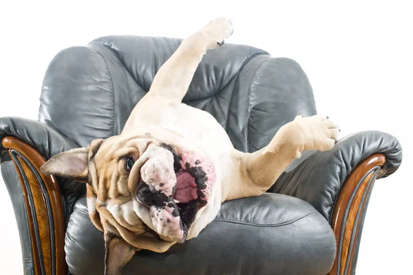 Счастливый ленивый бульдог собаки на диване — стоковое фото