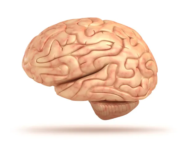 3d модель человеческого мозга, изолированные — стоковое фото