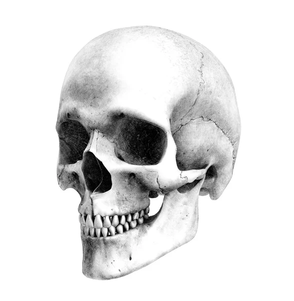 Человеческого черепа - полуторная вид — стоковое фото