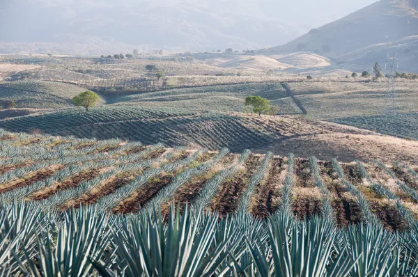 Agave field in Tequila, Jalisco (Mexico) — стоковое фото